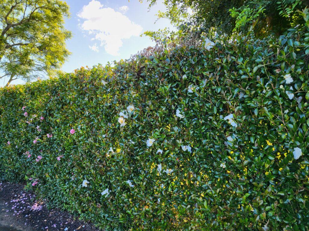 camellia hedge